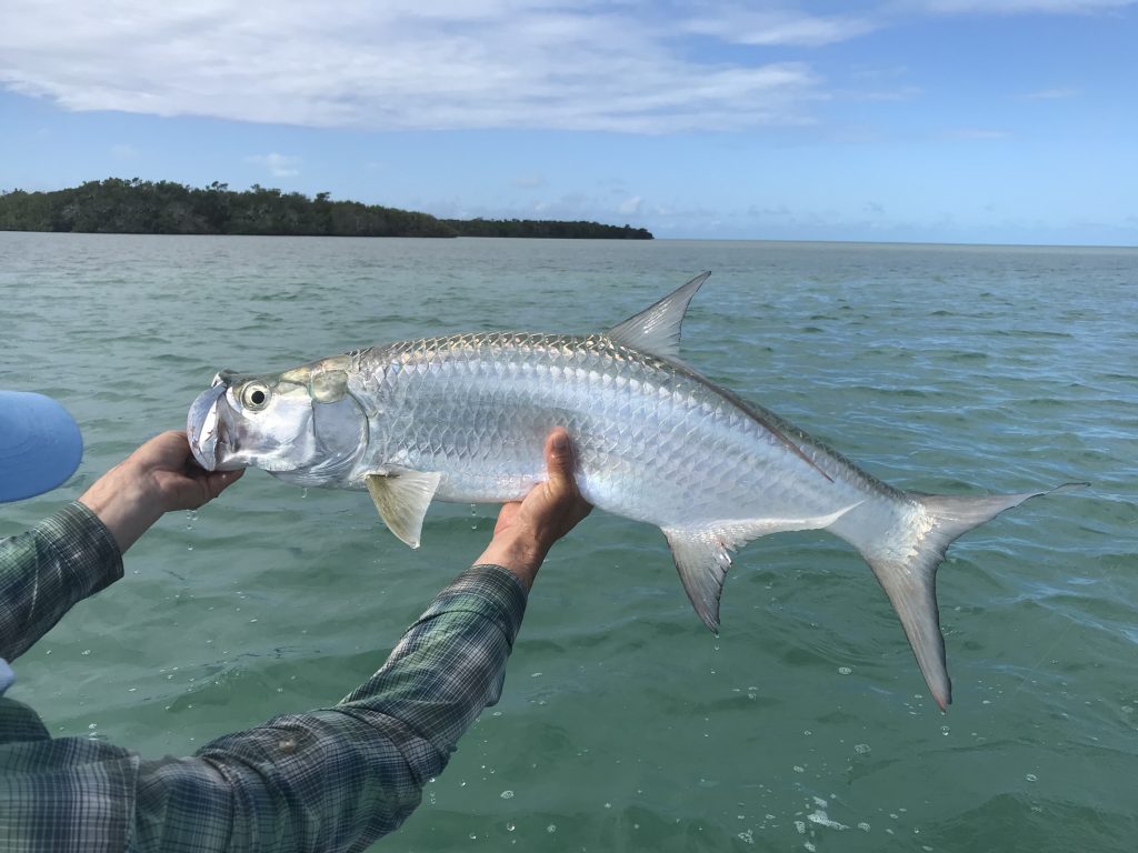 holding up a tarpon above the water 