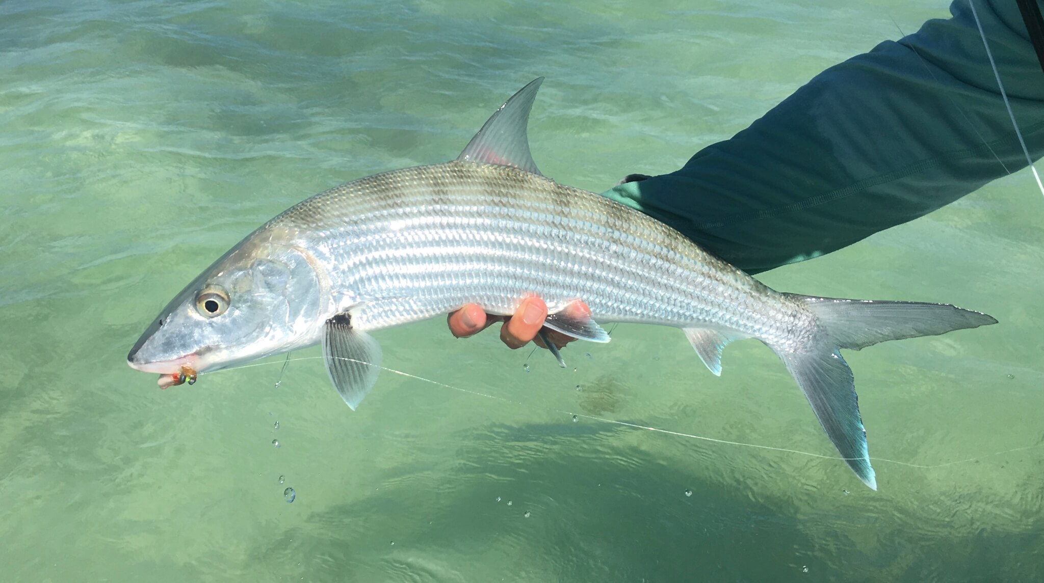 The Best Flies For Belize Blue Bonefish