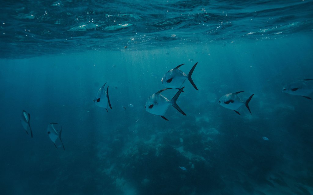 A school of permit swimming