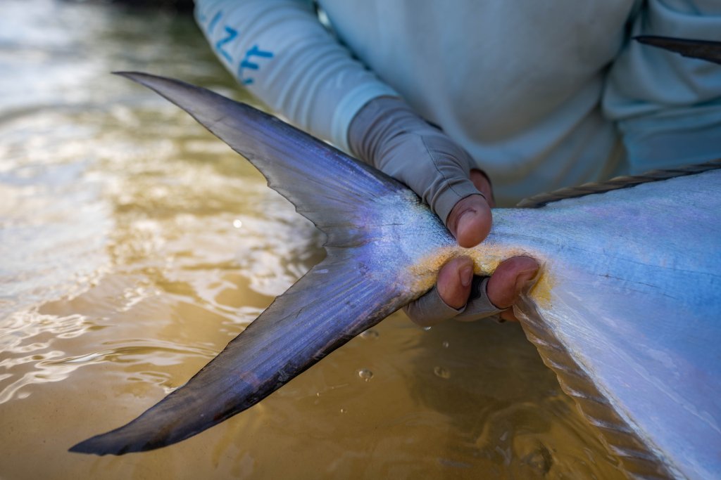 holding a permit tale