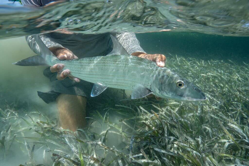 an underwater picture taken while bonefish fishing in belize