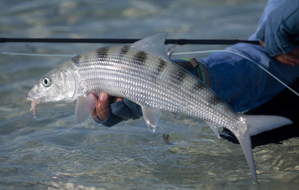 holding a bonefish above the flats
